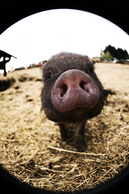 猪 鼻子 嗅 - 上的免费照片
