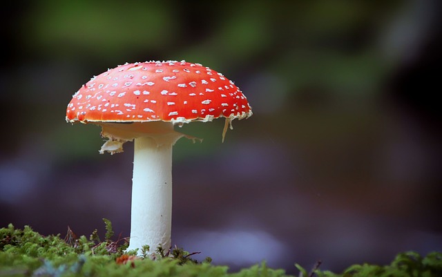 毒菌 蘑菇 自然 - 上的免费照片