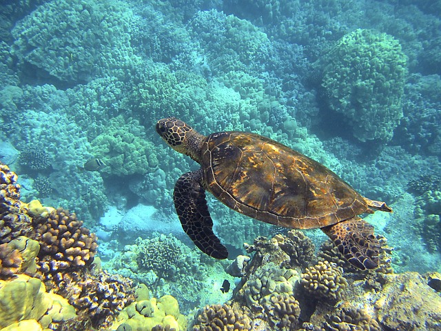 海龟 夏威夷海龟 绿海龟 - 上的免费照片