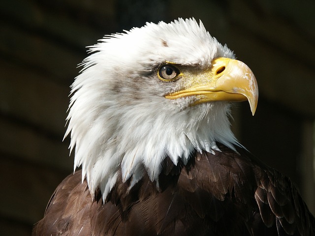 秃头鹰 鹰 猛禽 - 上的免费照片
