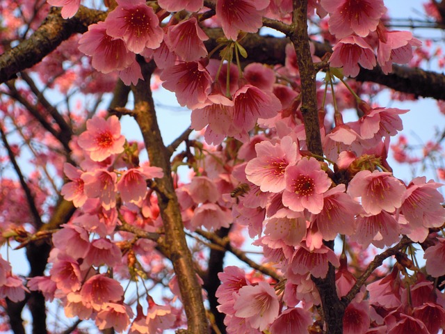 Prunus 陽明山 櫻花 - 上的免费照片