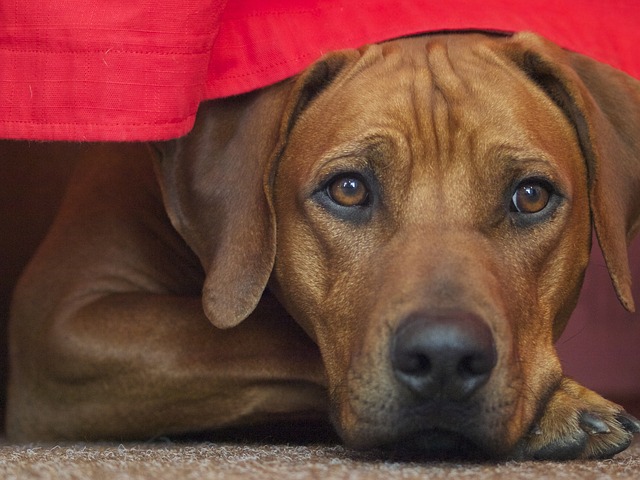 罗得西亚脊背犬 狗 品种的狗 - 上的免费照片