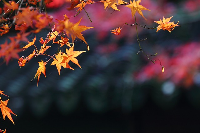 枫叶 秋景 美景 - 上的免费照片