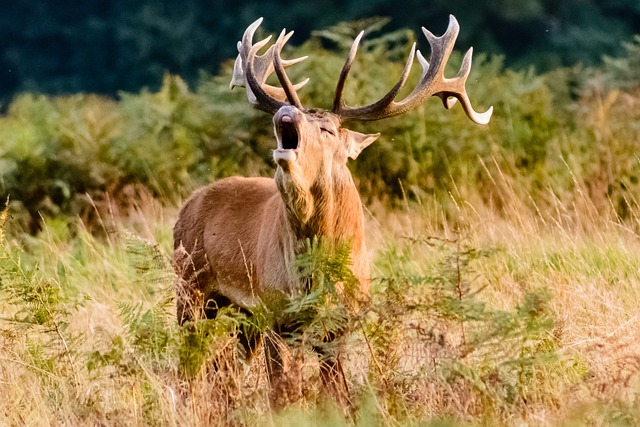 麈 红鹿 男性 - 上的免费照片