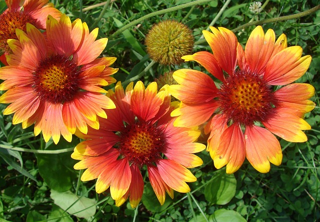 Gaillardia 毯子 花朵 - 上的免费照片