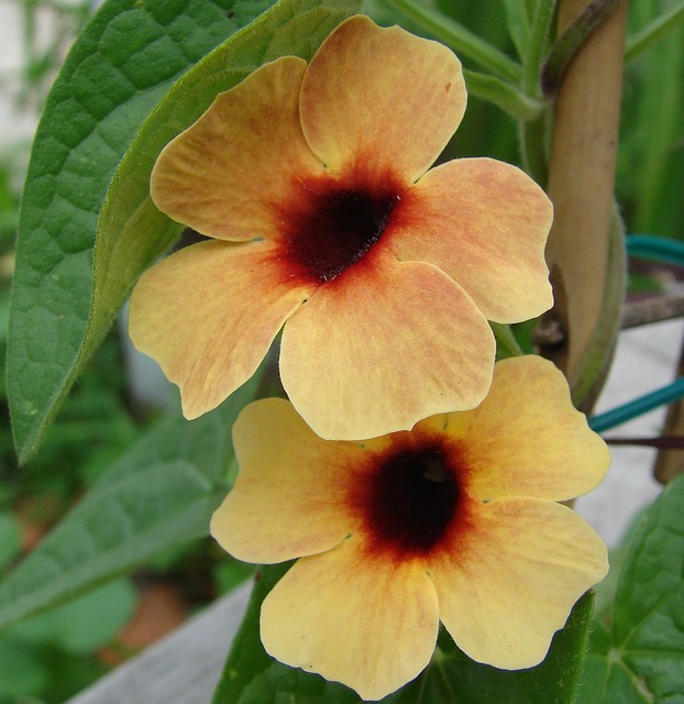 西班牙人的眼睛 Thunbergia 花 - 上的免费照片