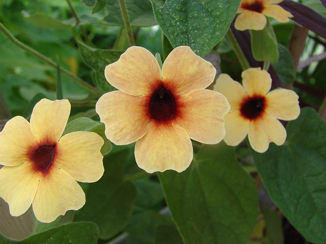 Thunbergia 阿拉塔 西班牙语 - 上的免费照片