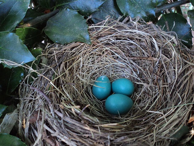 燕窝 蓝蛋 巢 - 上的免费照片