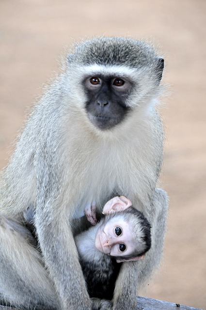灰猴 南非 克鲁格公园 - 上的免费照片