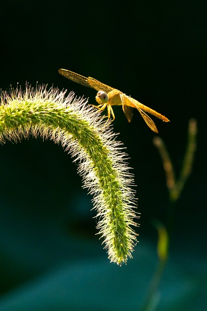蜻蜓 昆虫 - 上的免费照片