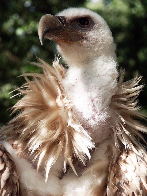 兀鹫 狮鹫 鸟 - 上的免费照片