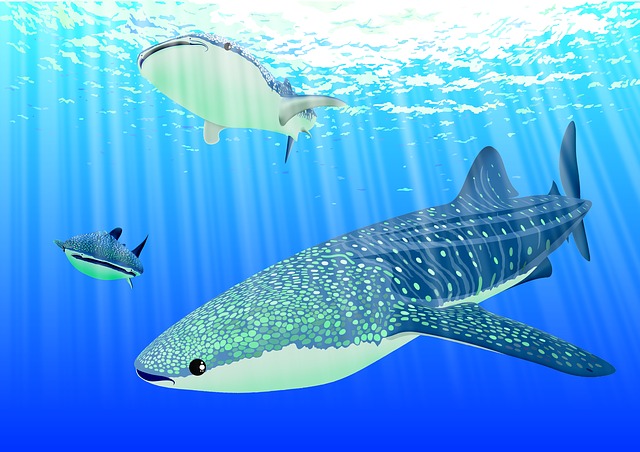 鲨鱼 水下 海 - 上的免费图片
