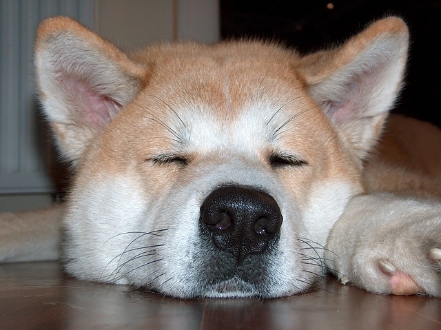狗 毛皮 睡眠 - 上的免费照片