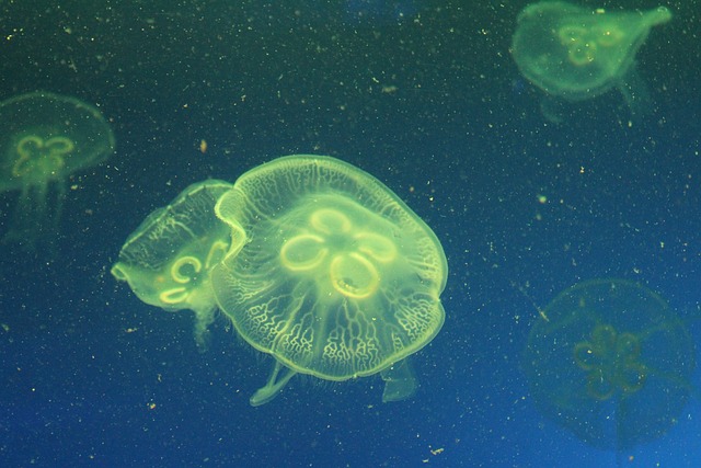 水母 海洋生物 - 上的免费照片