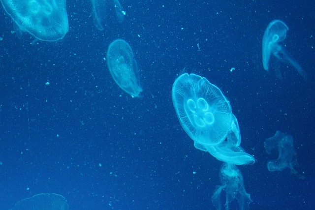 水母 海洋生物 - 上的免费照片