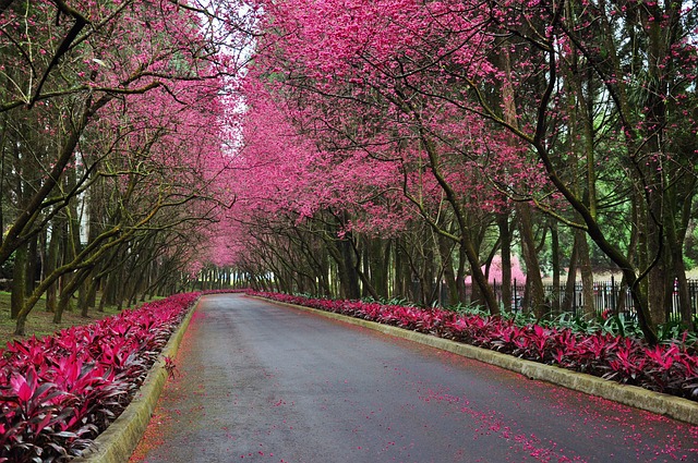 櫻花 道路 步道 - 上的免费照片