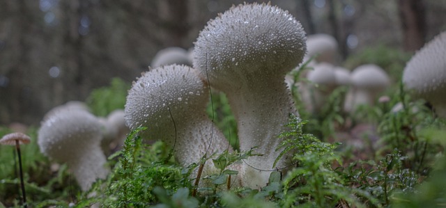 牛人 蘑菇 森林蘑菇 - 上的免费照片