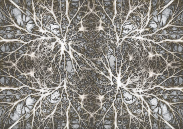 神经元 脑细胞 大脑结构 - 上的免费图片