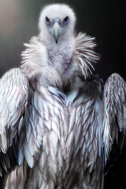 兀鹫 鸟 清道夫 - 上的免费照片