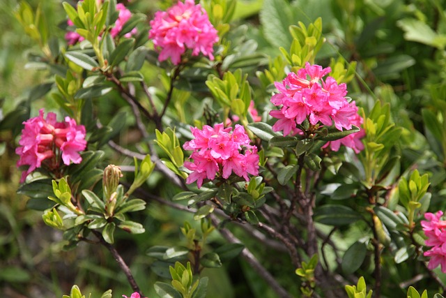 纤毛 Alpenrose 花 开花 - 上的免费照片