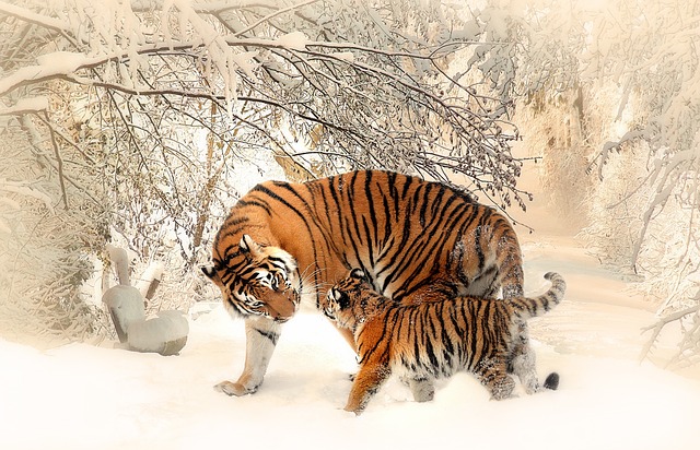 老虎 幼兽 雪 - 上的免费照片