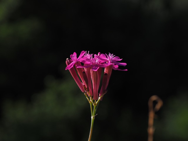 丁香-丁香 开花 花 - 上的免费照片