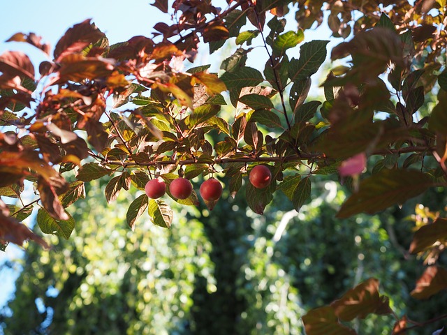 齐巴特 野梅 李子 - 上的免费照片