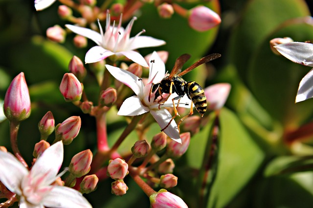 黄蜂 花 昆虫 - 上的免费照片