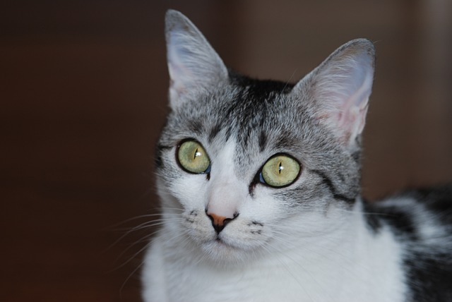 猫咪 可爱 萨巴内科 - 上的免费照片