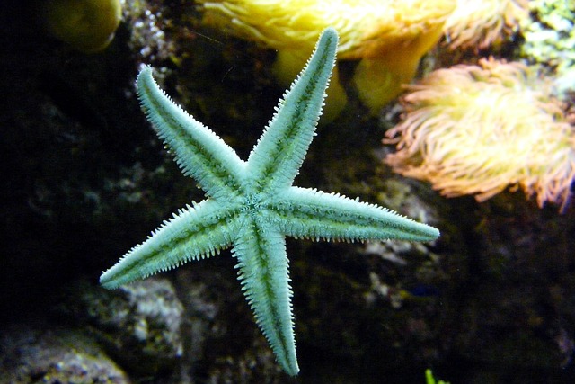 海星 海洋动物 水族馆 - 上的免费照片