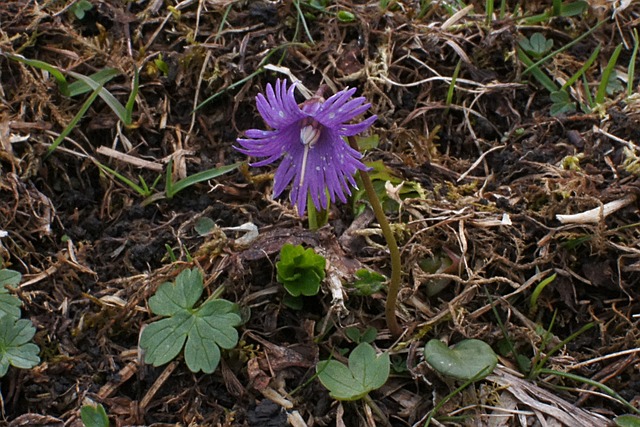 Alpengloeckchen Soldanella 阿尔宾娜 - 上的免费照片