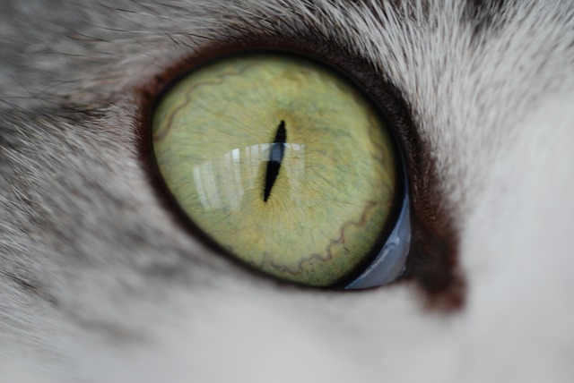 猫咪 猫眼 可爱 - 上的免费照片
