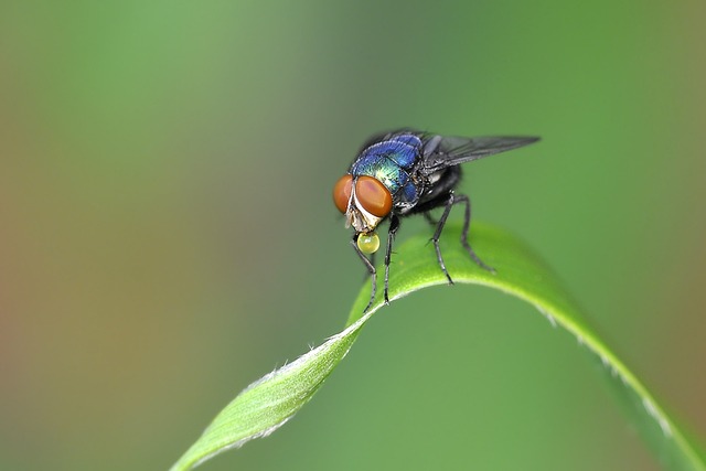 昆虫 飞 叶子 - 上的免费照片