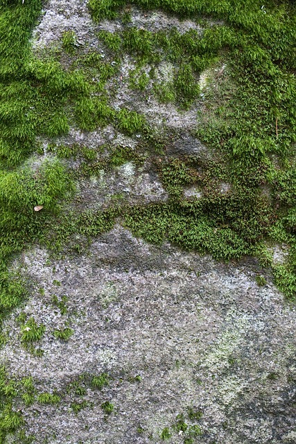 苔藓 绿苔 绿色 - 上的免费照片