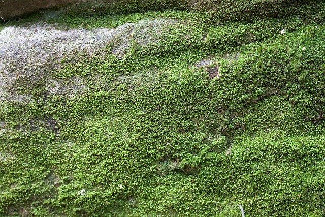 苔藓 绿苔 绿色 植物 - 上的免费照片