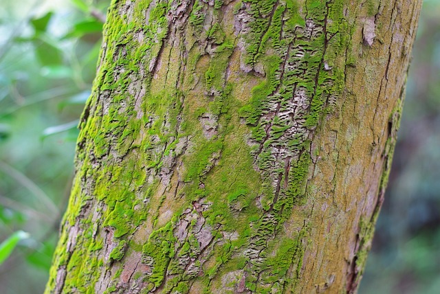 苔藓 绿苔 绿色 - 上的免费照片