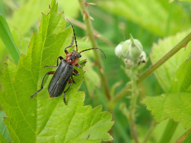 Páte?í?ek Cantharis 甲虫 - 上的免费照片