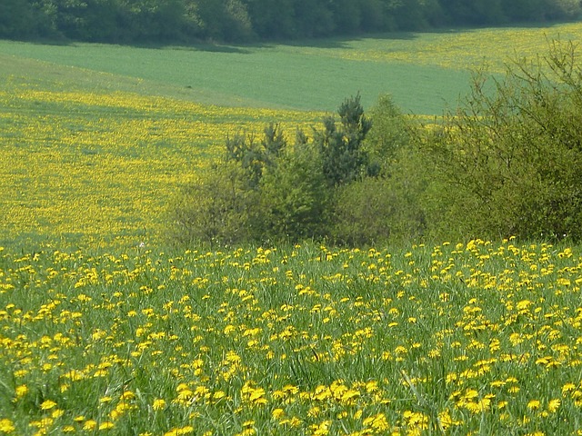 春天的草地 蒲公英 花 - 上的免费照片