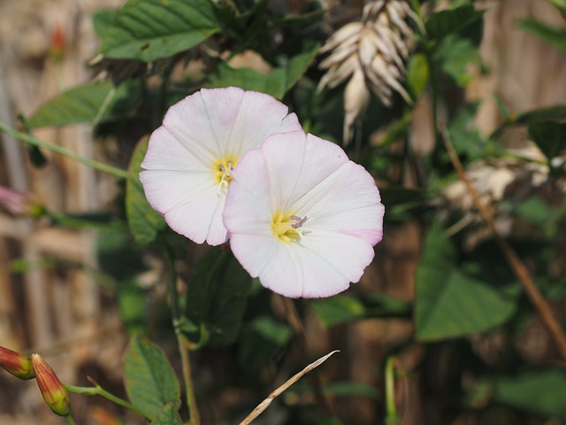 旋花 花 开花 - 上的免费照片