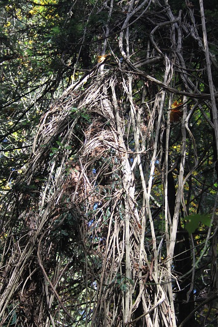 枝杈 缪尔森林 自然 - 上的免费照片