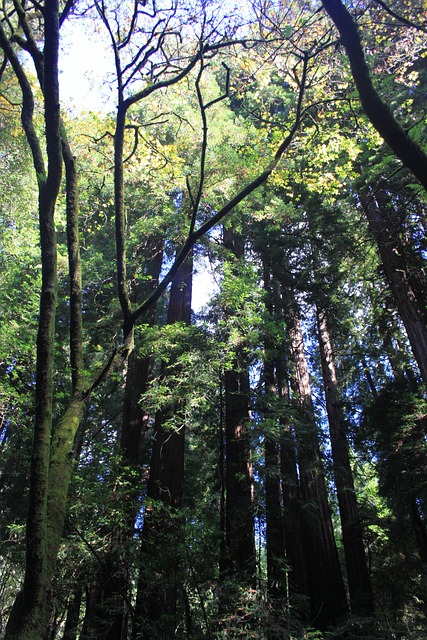 缪尔 木头 树木 - 上的免费照片