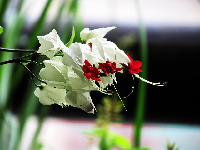 树突 植物 白色的花 - 上的免费照片