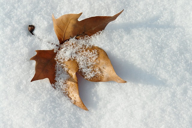 叶 雪 冬季 - 上的免费照片