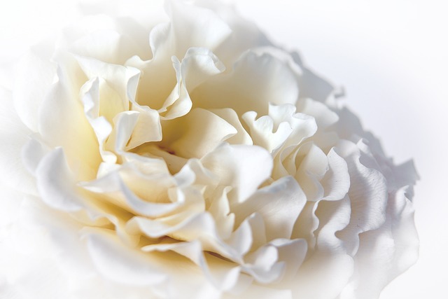 玫瑰 宏 白色的 - 上的免费照片