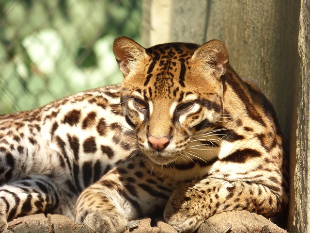 豹猫 动物 盎司 - 上的免费照片