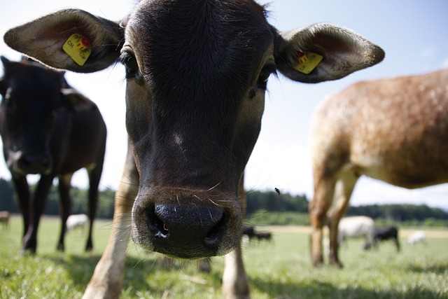 小牛 瘤牛 奶牛 - 上的免费照片