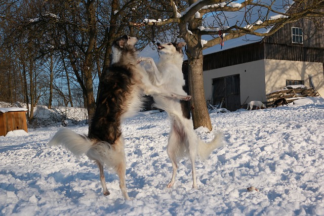 灵缇犬 雪 - 上的免费照片