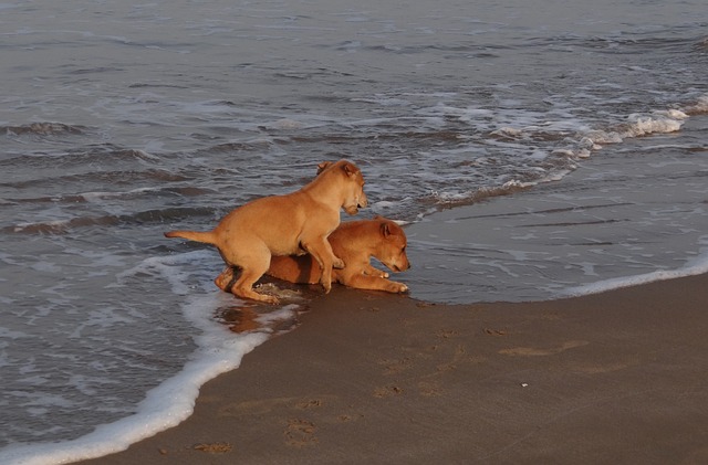 小狗 海滩 沙 - 上的免费照片