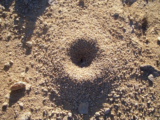 蚂蚁 垤 自然 - 上的免费照片