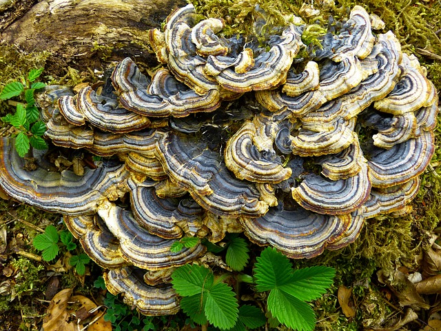 蘑菇 树蘑菇 植被 - 上的免费照片